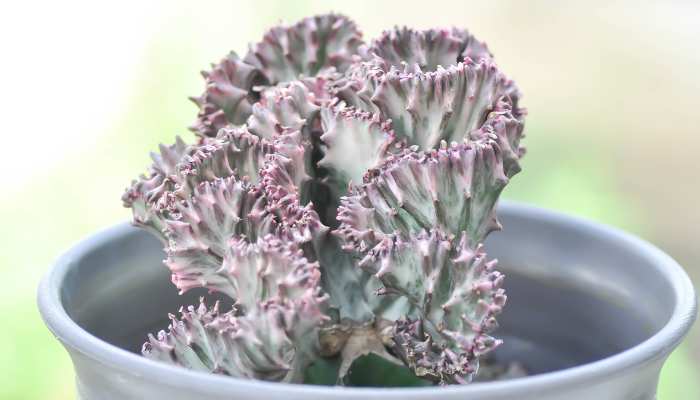 Euphorbia Lactea