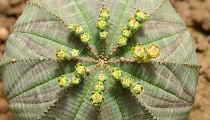 Euphorbia Obesa