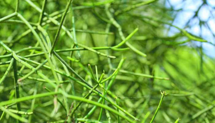 Euphorbia Tirucalli 