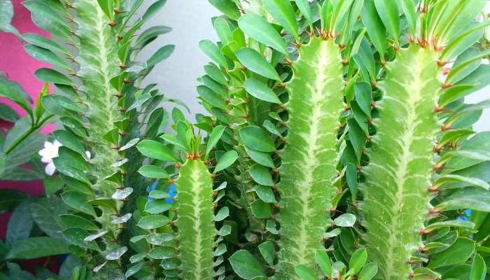 Euphorbia Trigona