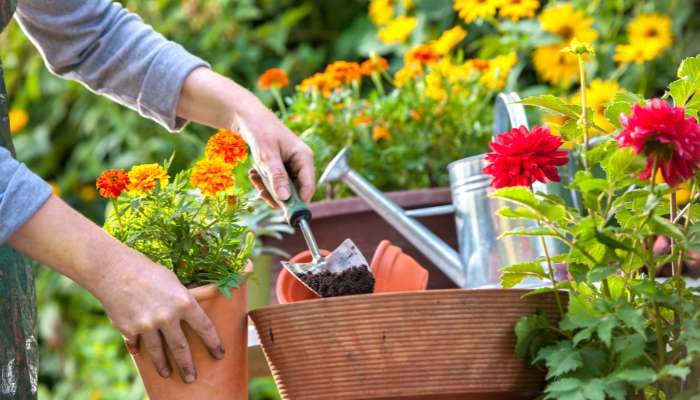 Flower Gardening for Beginners