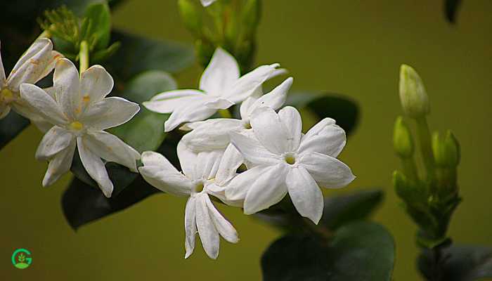 Fragrant Indoor Plants India 