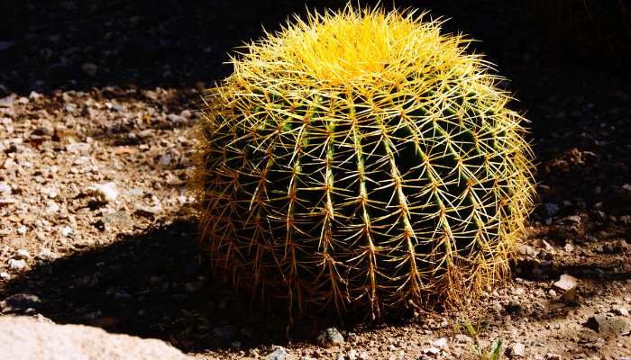 Golden Barrel Cactus Plants