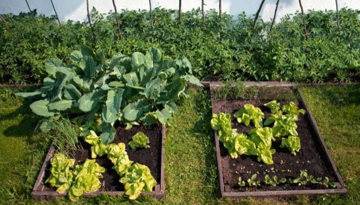 Growing Vegetables in Apartments in India