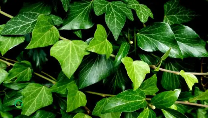 Hanging Ivy Plant