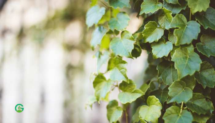 Hanging Ivy Plant