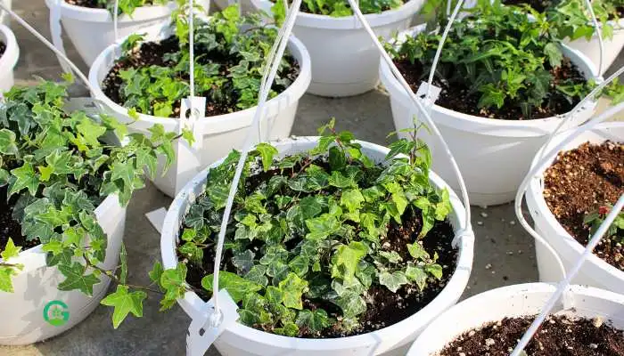 Hanging Ivy Plant