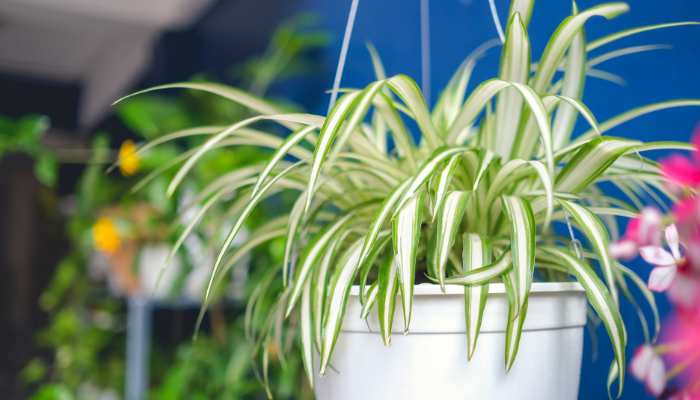 Hanging Plants For Balcony