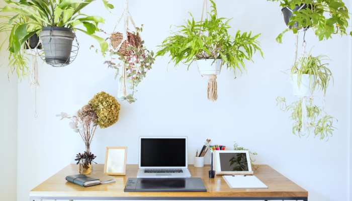 Hanging Plants For Balcony