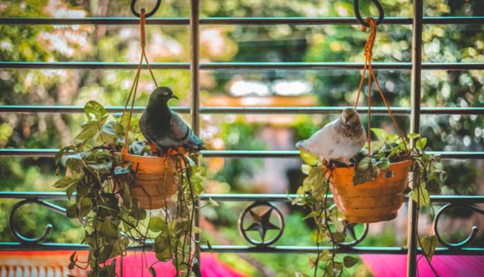 Hanging Plants For Balcony