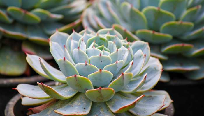 Haworthia Fasciata Plants