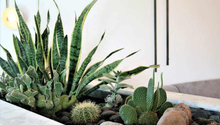 Indoor Cactus Plants