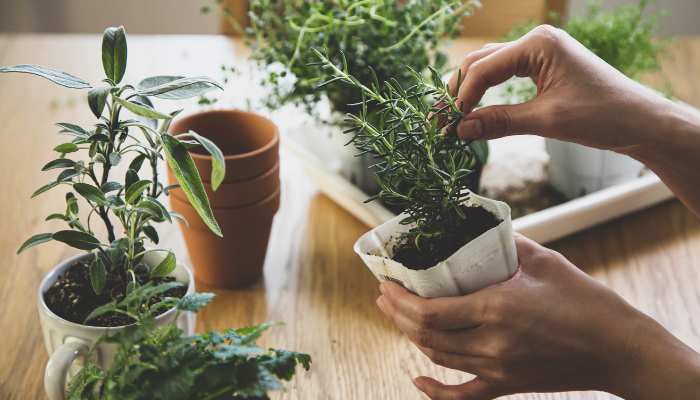 Indoor Herb Garden