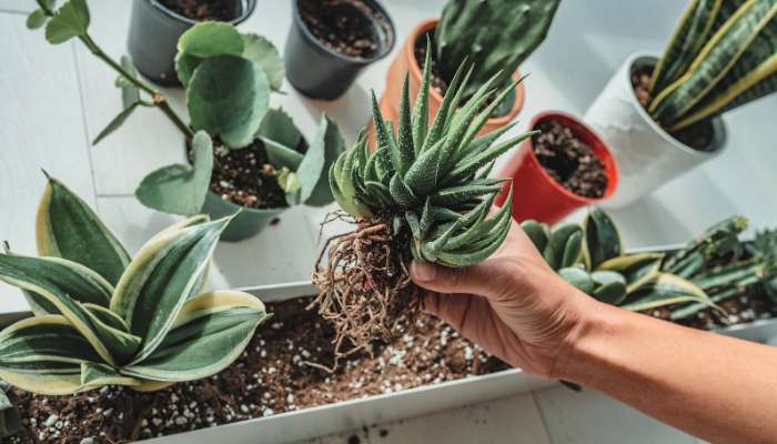 Indoor Plant Care