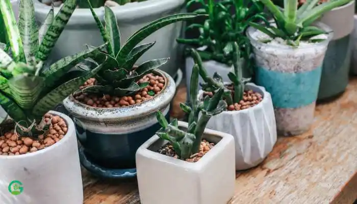 Small Indoor Plant Pots