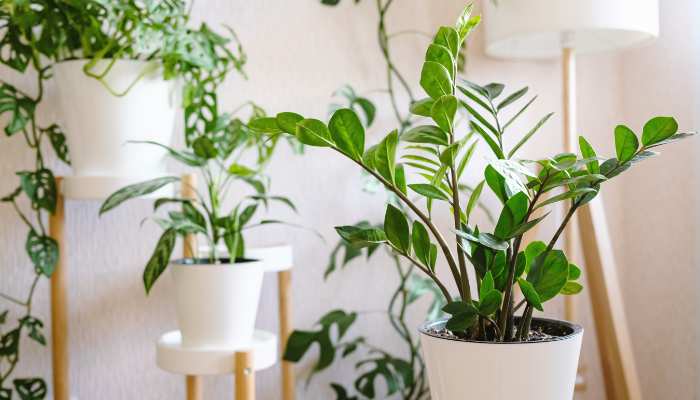 Indoor Plants for Home Bangalore zz plant