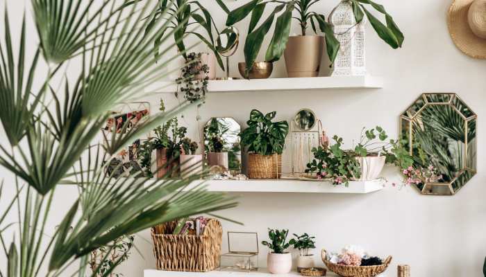 Indoor Plants for Home Bangalore