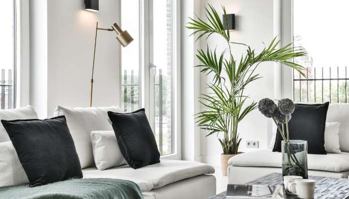 Indoor Plants for Living Room