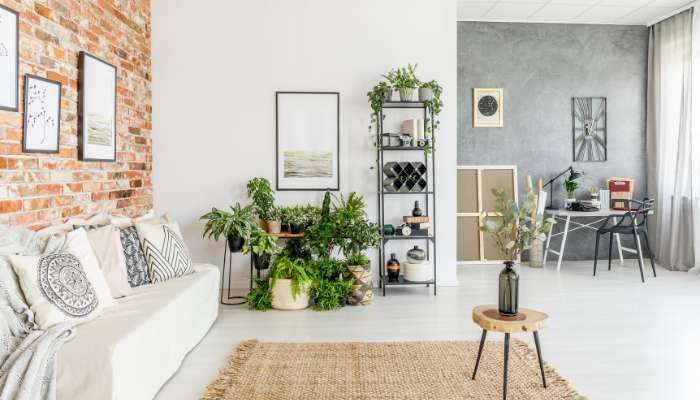 Indoor Plants for Living Room