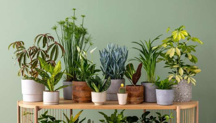 Indoor plants for bedroom as per vastu