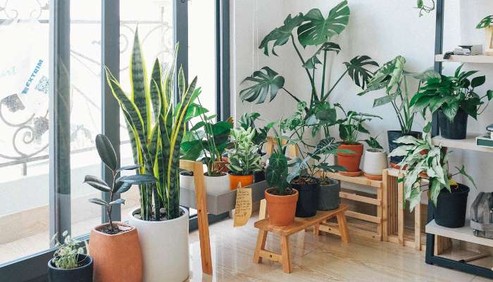 Indoor plants for bedroom