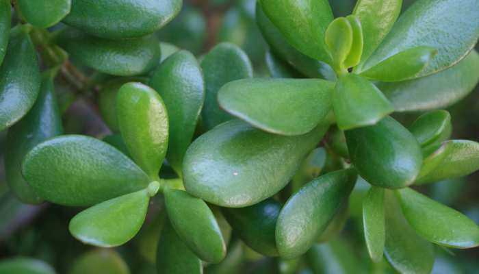 Jade Plant Care