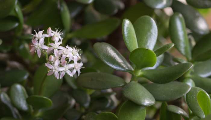 Jade Plant Care