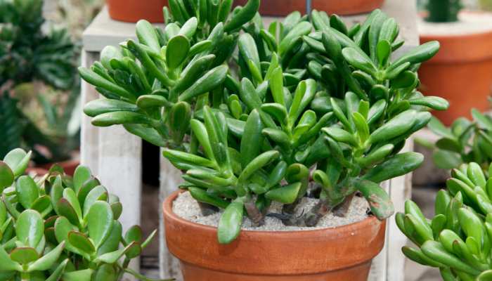 Jade Plant Benefits