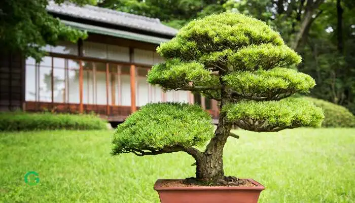 Japanese House Plants