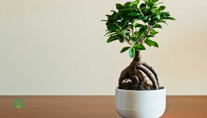 Japanese House Plants Ficus Ginseng