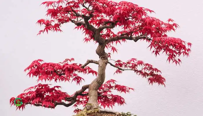 Japanese Maple