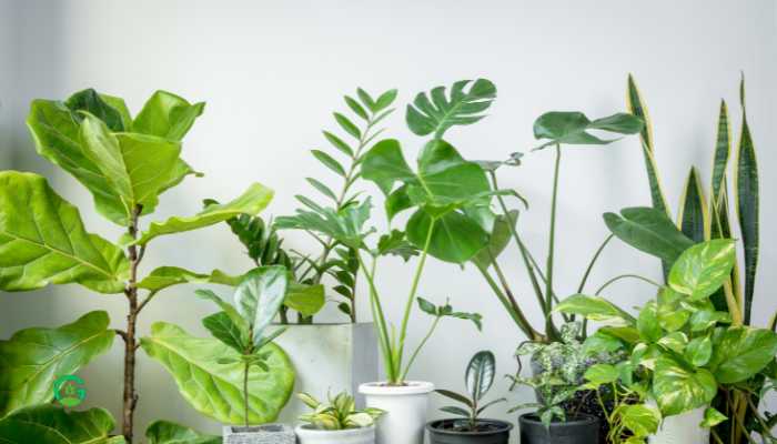 Japanese House Plants