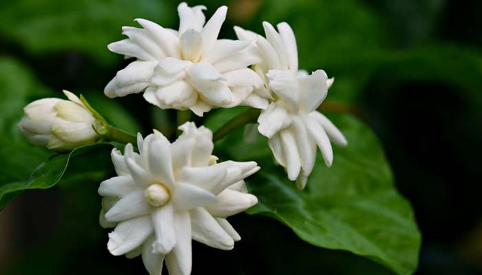 Jasmine plant