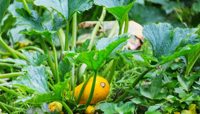 Kitchen Gardening 