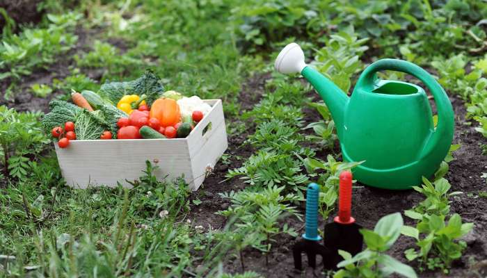 Kitchen Gardening