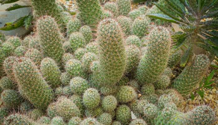 Ladyfinger-Cactus-Plants