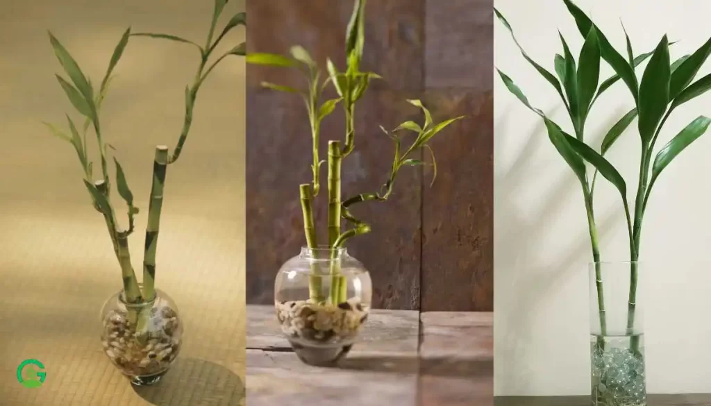 Large-Indoor-Bamboo-Plant