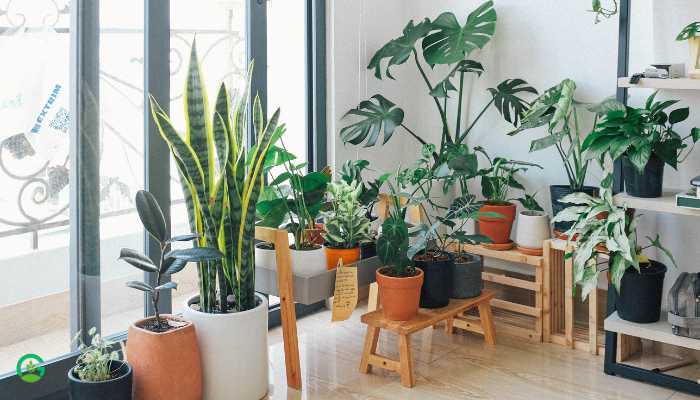 Large Indoor Plants