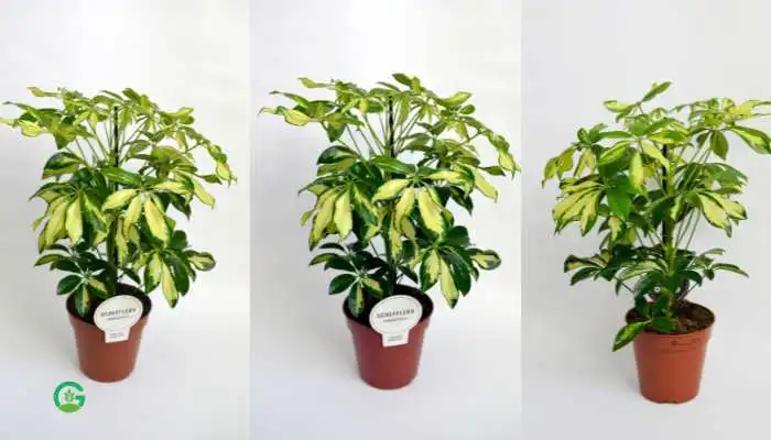 Lava Rock Plant Schefflera plant 1