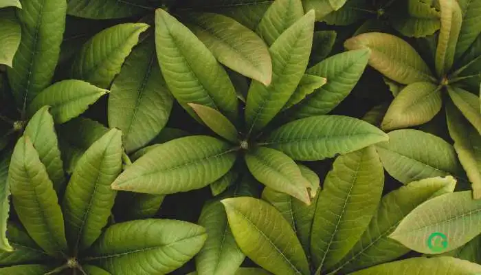 Lava Rock Plant Schefflera plant