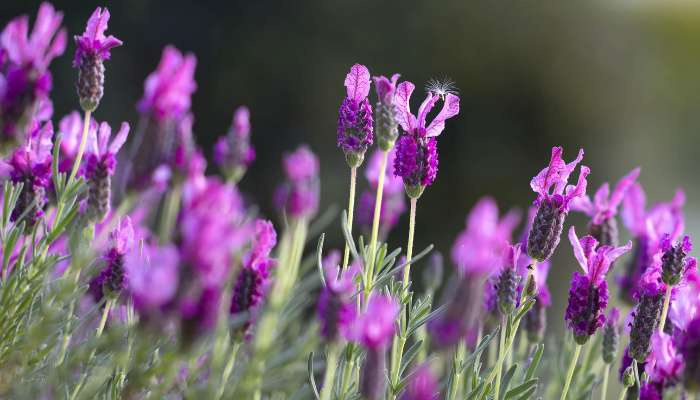 Lavender