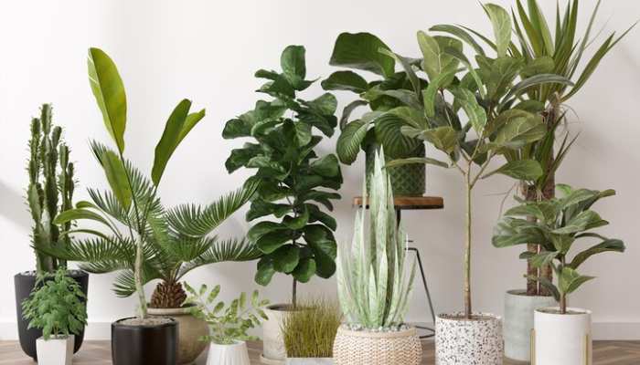 List of Indoor Plants in India