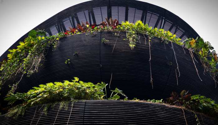 Low Maintenance Plants For Balcony