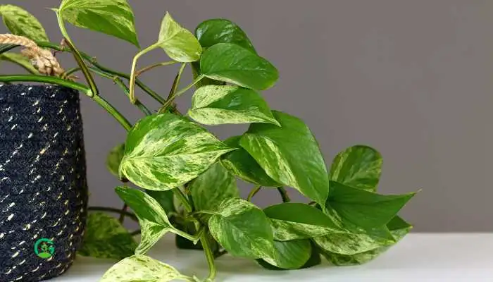 Manjula Pothos