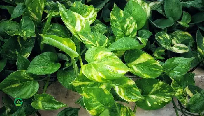 Manjula Pothos