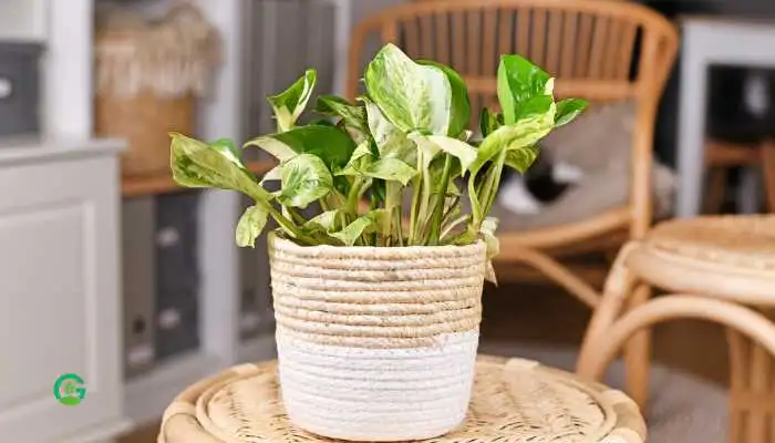 Manjula Pothos