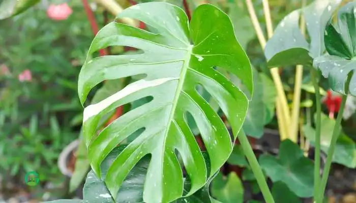 Monstera Thai Constellation care 