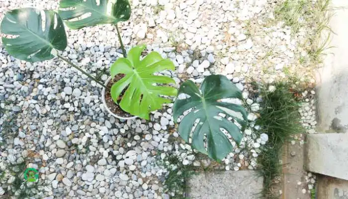 Monstera Thai Constellation care