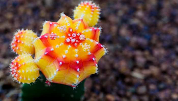 Moon Cactus Plants