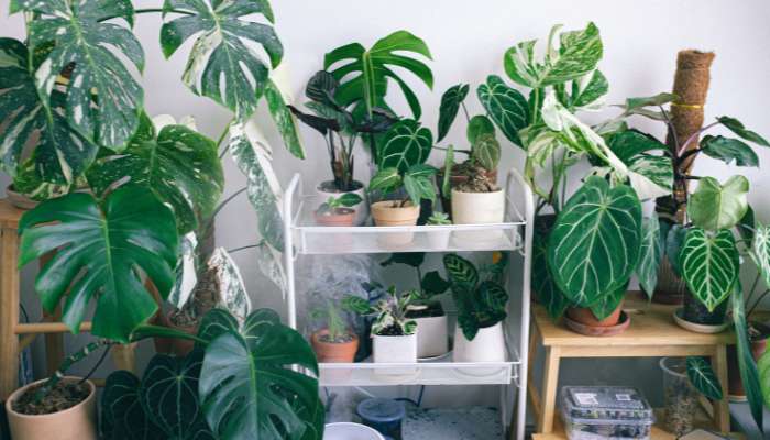 Oxygen Best Indoor Plants for Bedroom